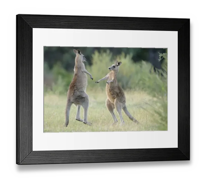 Framed Print : Eastern grey kangaroo (Macropus giganteus) two males boxing, Australian Capital Territory Framed Print : Eastern grey kangaroo (Macropus giganteus) two males boxing, Australian Capital Territory