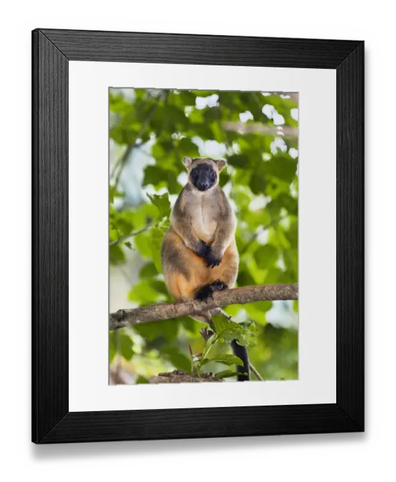 Framed Print : Lumholtzs Tree-kangaroo (Dendrolagus lumholtzi) sitting on branch in rainforest Framed Print : Lumholtzs Tree-kangaroo (Dendrolagus lumholtzi) sitting on branch in rainforest