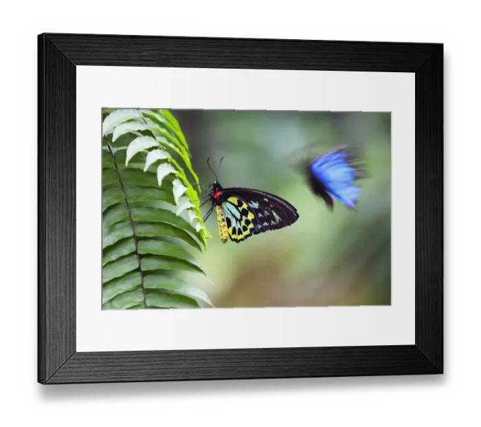 Framed Print : Cairns birdwing butterfly (Ornithoptera priamus) male on fern leaf and Blue Mountain