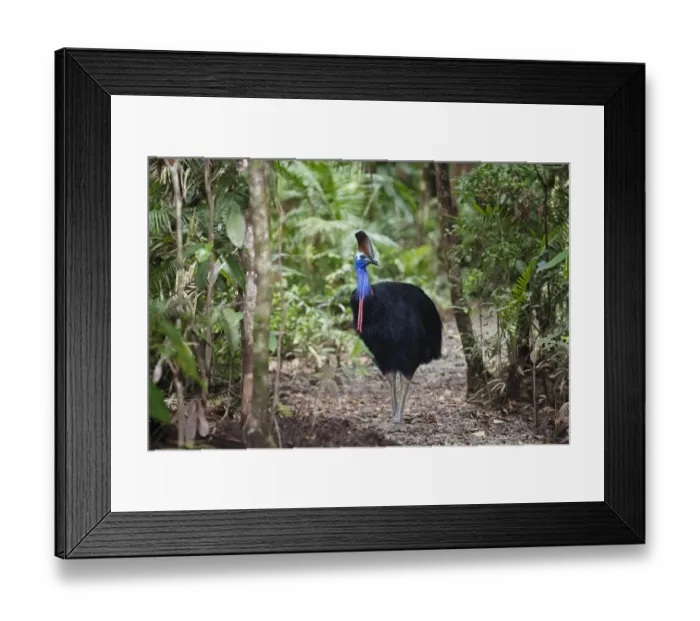 Framed Print : Southern Cassowary (Casuarius casuarius) female in Rainforest, Daintree National Park Framed Print : Southern Cassowary (Casuarius casuarius) female in Rainforest, Daintree National Park