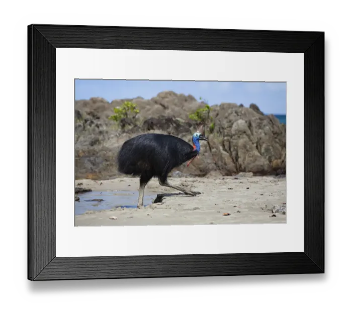 Framed Print : Southern Cassowary (Casuarius casuarius) female on beach, Moresby Range NP, Queensland Framed Print : Southern Cassowary (Casuarius casuarius) female on beach, Moresby Range NP, Queensland