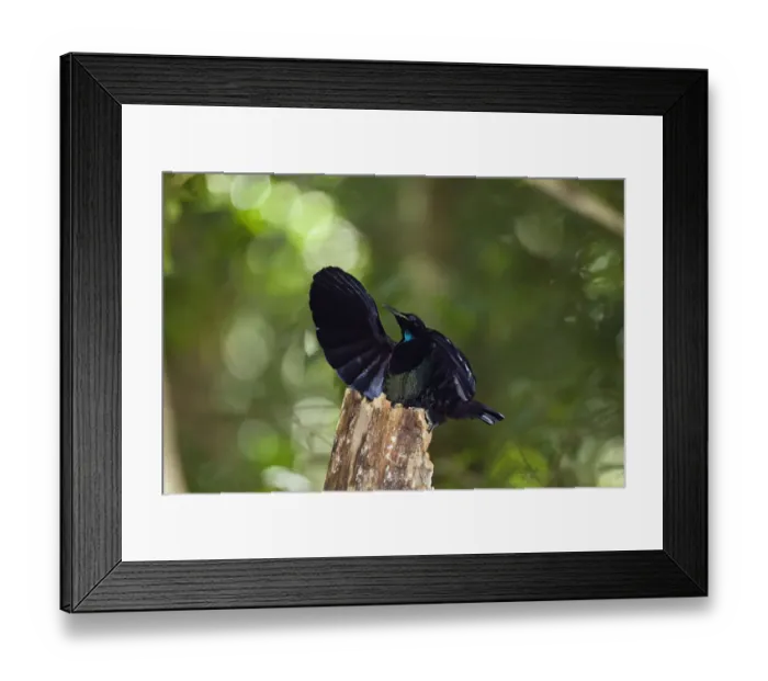 Framed Print : Victorias riflebird (Ptiloris victoriae) male displaying in rainforest, Atherton Tablelands Framed Print : Victorias riflebird (Ptiloris victoriae) male displaying in rainforest, Atherton Tablelands