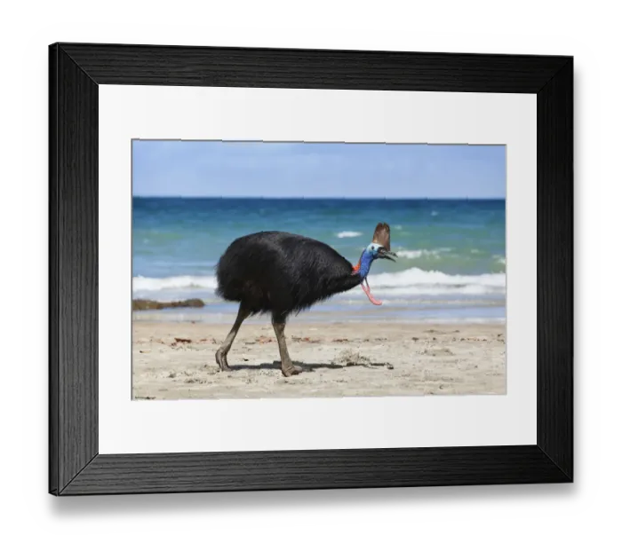 Framed Print : Southern Cassowary (Casuarius casuarius) female on beach, Moresby Range NP, Queensland Framed Print : Southern Cassowary (Casuarius casuarius) female on beach, Moresby Range NP, Queensland