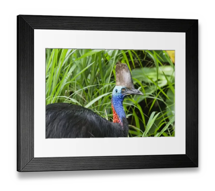 Framed Print : Southern Cassowary (Casuarius casuarius) female in rainforest, Moresby Range NP, Queensland Framed Print : Southern Cassowary (Casuarius casuarius) female in rainforest, Moresby Range NP, Queensland