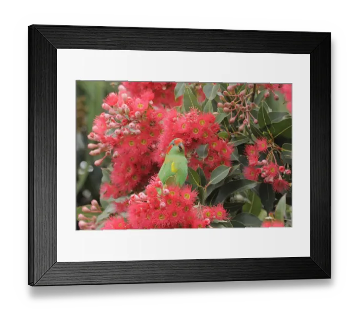 Framed Print : Musk lorikeet (Glossopsitta concinna) amongst flowers in a Eucalyptus tree Framed Print : Musk lorikeet (Glossopsitta concinna) amongst flowers in a Eucalyptus tree