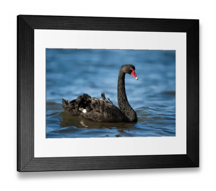 Framed Print : Australian Black Swan (Cygnus atratus) Bay of Shoals, Kingscote, Kangaroo Island Framed Print : Australian Black Swan (Cygnus atratus) Bay of Shoals, Kingscote, Kangaroo Island