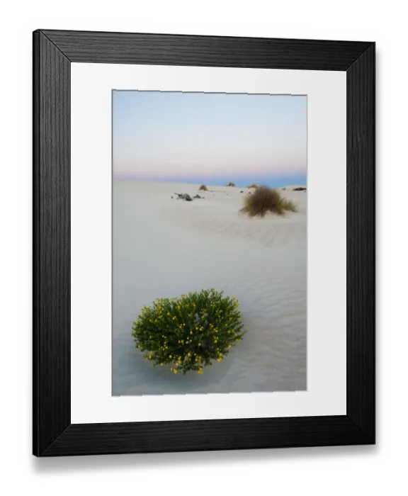 Framed Print : Little Sahara dunes with desert plant flowering at sunset, Seal Bay Conservation Park Framed Print : Little Sahara dunes with desert plant flowering at sunset, Seal Bay Conservation Park
