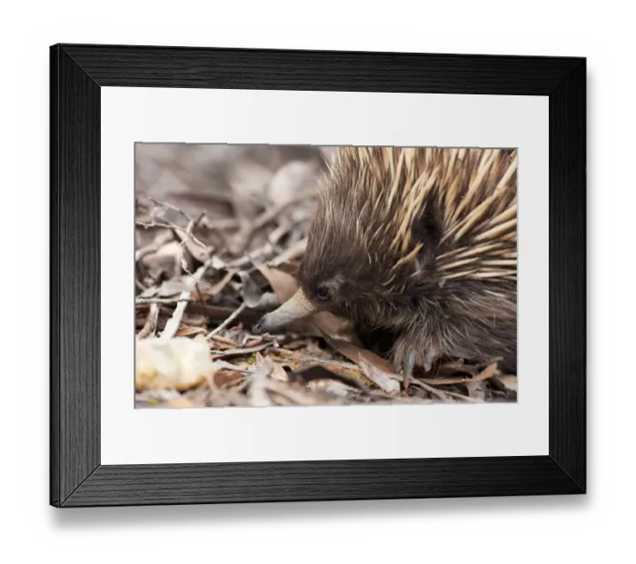 Framed Print : Australian Short-beaked Echidna (Tachyglossus aculeatus) head portrait, Kangaroo Island Framed Print : Australian Short-beaked Echidna (Tachyglossus aculeatus) head portrait, Kangaroo Island