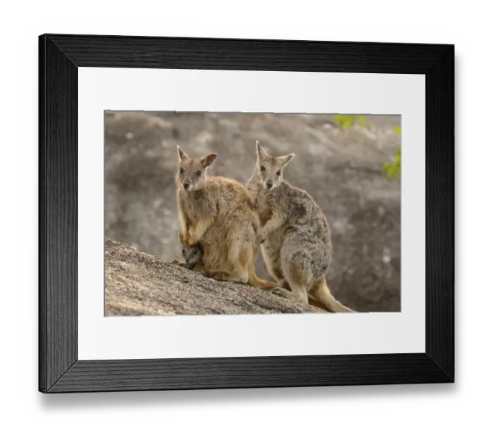 Framed Print : Mareeba rock wallaby (Petrogale mareeba) family, near Mareeba, Queensland, Australia Framed Print : Mareeba rock wallaby (Petrogale mareeba) family, near Mareeba, Queensland, Australia