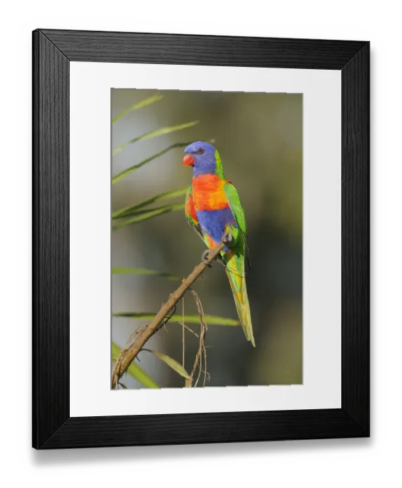 Framed Print : Rainbow lorikeet (Trichoglossus haematodus) Queensland, Australia Framed Print : Rainbow lorikeet (Trichoglossus haematodus) Queensland, Australia