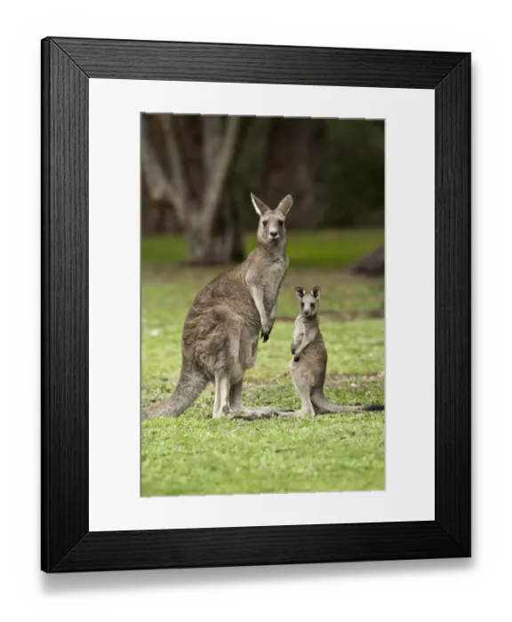 Framed Print : Female Eastern grey kangaroo (Macropus giganteus) standing next to joey, Grampians National Park Framed Print : Female Eastern grey kangaroo (Macropus giganteus) standing next to joey, Grampians National Park