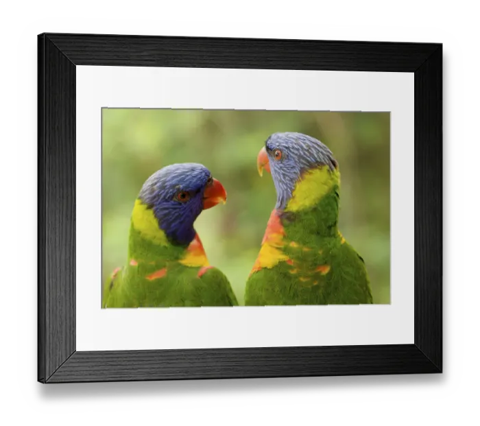 Framed Print : Rainbow lorikeets (Trichoglossus haematodus moluccanus) occurs in Eastern Australia Framed Print : Rainbow lorikeets (Trichoglossus haematodus moluccanus) occurs in Eastern Australia