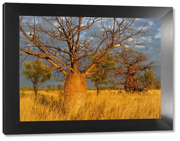 Baobab  /  Gourd trees (Adansonia gregorii) in grassland  /  savanna habitat, Kimberley