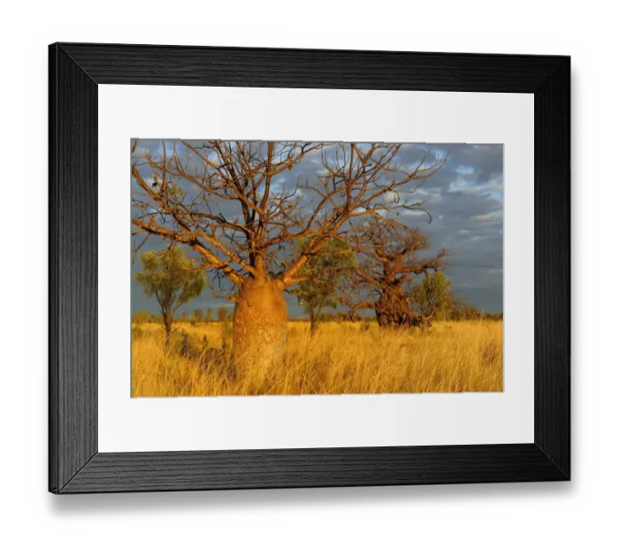 Framed Print : Baobab / Gourd trees (Adansonia gregorii) in grassland / savanna habitat, Kimberley Framed Print : Baobab / Gourd trees (Adansonia gregorii) in grassland / savanna habitat, Kimberley