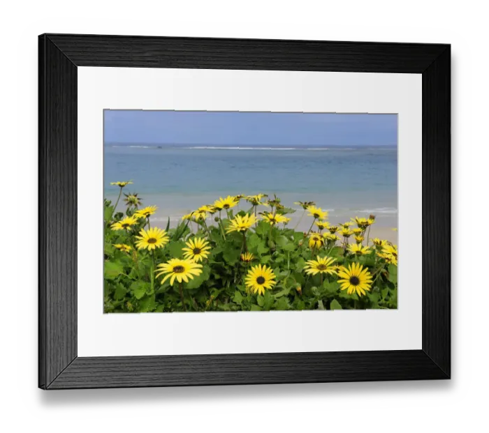 Framed Print : Wild flowers in Spring, on the coast of Port Gregory, Western Australia. August 2009