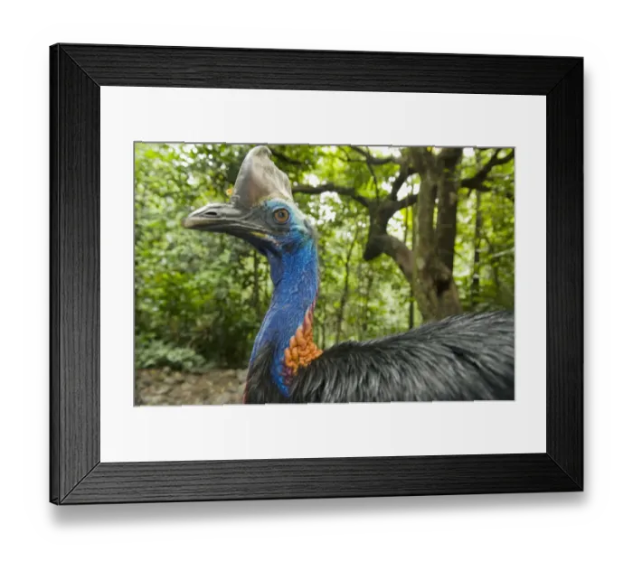 Framed Print : Southern  /  Double-wattled cassowary (Casuarius casuarius) wild, adult male portrait