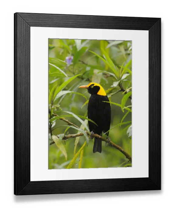 Framed Print : Regent bowerbird (Sericulus chrysocephalus) male perched, Lamington National Park Framed Print : Regent bowerbird (Sericulus chrysocephalus) male perched, Lamington National Park