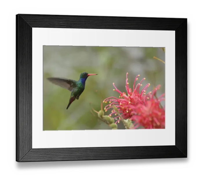Framed Print : Glittering-bellied Emerald (Chlorostilbon lucidus) in flight to Grevillea banksii flowers Framed Print : Glittering-bellied Emerald (Chlorostilbon lucidus) in flight to Grevillea banksii flowers