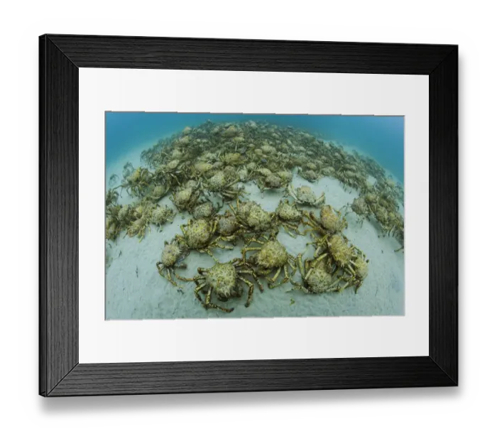 Framed Print : Aggregation of thousands of Spider crabs (Leptomithrax gaimardii) for moulting, South Framed Print : Aggregation of thousands of Spider crabs (Leptomithrax gaimardii) for moulting, South