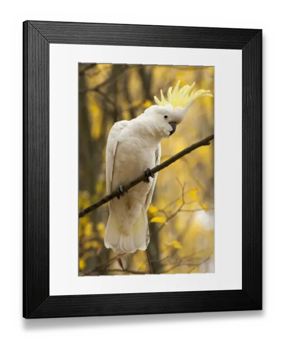 Framed Print : Sulphur-crested cockatoo (Cacatua galerita) perched on branch, Grampians National Park Framed Print : Sulphur-crested cockatoo (Cacatua galerita) perched on branch, Grampians National Park