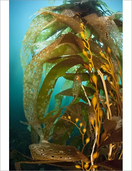 Gas bladders of a giant kelp plant (Macrocystis pyrifera). Fortescue Bay, Tasmania, Australia