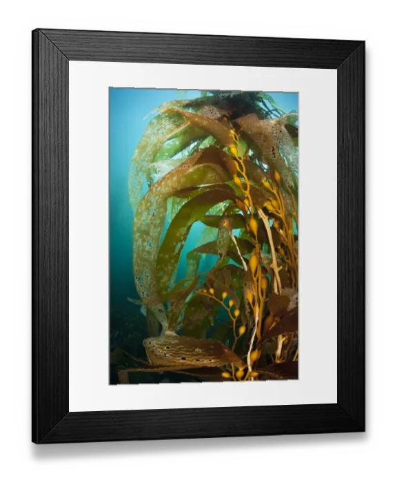 Framed Print : Gas bladders of a giant kelp plant (Macrocystis pyrifera). Fortescue Bay, Tasmania, Australia Framed Print : Gas bladders of a giant kelp plant (Macrocystis pyrifera). Fortescue Bay, Tasmania, Australia