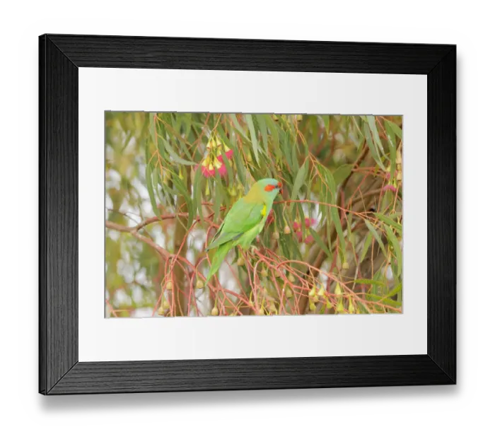 Framed Print : Musk Lorikeet (Glossopsitta concinna) in eucalyptus, Tasmania, Australia Framed Print : Musk Lorikeet (Glossopsitta concinna) in eucalyptus, Tasmania, Australia