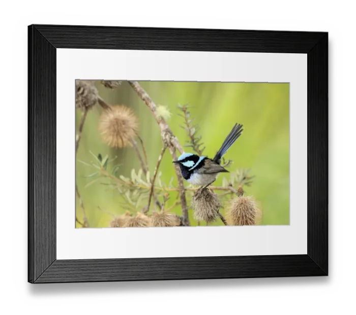 Framed Print : Superb Fairy Wren (Malurus cyaneus) male, Tasmania, Australia Framed Print : Superb Fairy Wren (Malurus cyaneus) male, Tasmania, Australia