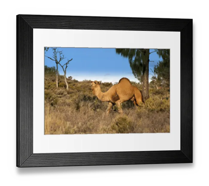 Framed Print : Dromedary camel (Camelus dromedarius) wild male, Uluru-Kata Tjuta National Park, Northern Territory