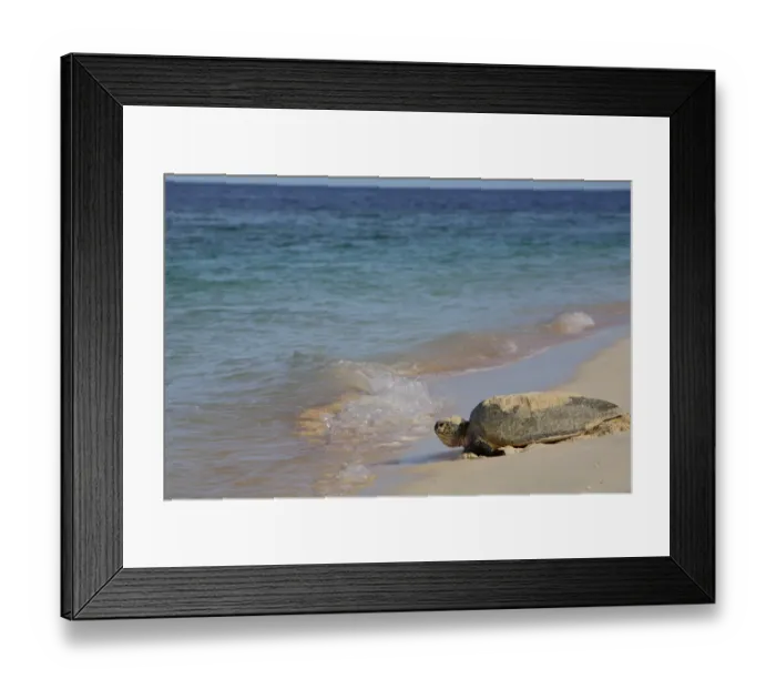 Framed Print : Green Sea Turtle (Chelonia mydas) returning to the sea after egg laying, Raine Island