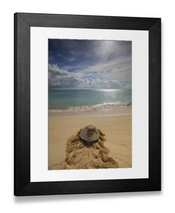 Framed Print : Green Sea Turtle (Chelonia mydas) returning to sea after Egg laying, Raine Island