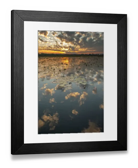 Framed Print : Yellow Waters with Water Lilies (Nymphaeacae) at sunset, South Alligator River, Kakadu Framed Print : Yellow Waters with Water Lilies (Nymphaeacae) at sunset, South Alligator River, Kakadu