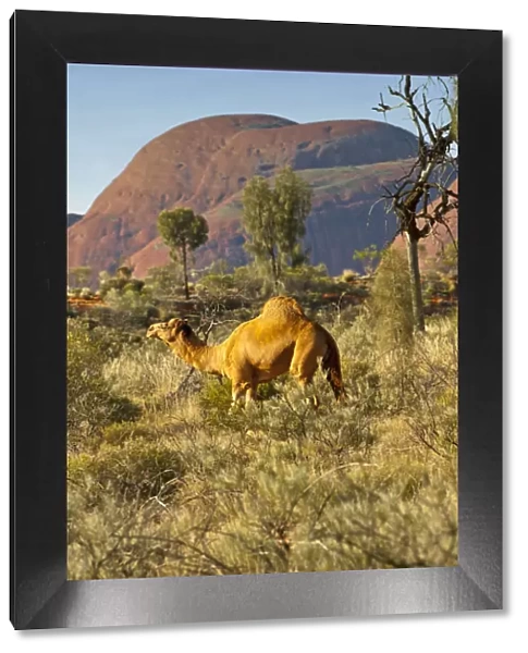 Dromedry camel (Camelus dromedarius) wild male, Uluru-Kata Tjuta National Park, Northern Territory