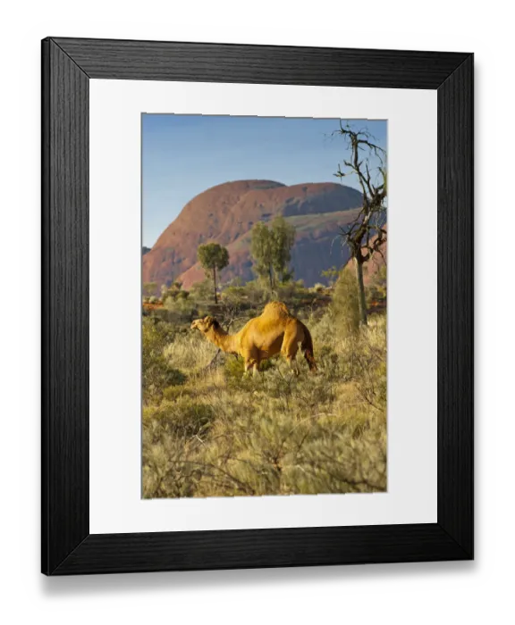 Framed Print : Dromedry camel (Camelus dromedarius) wild male, Uluru-Kata Tjuta National Park, Northern Territory Framed Print : Dromedry camel (Camelus dromedarius) wild male, Uluru-Kata Tjuta National Park, Northern Territory
