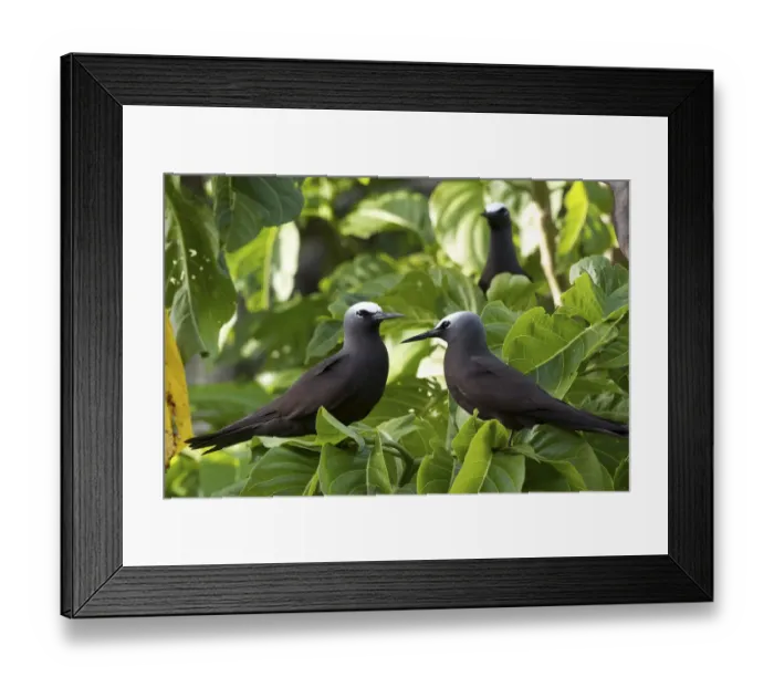 Framed Print : Noddy Turns (Anous stolidus) pair on Heron Island, southern Great Barrier Reef, Queensland Framed Print : Noddy Turns (Anous stolidus) pair on Heron Island, southern Great Barrier Reef, Queensland