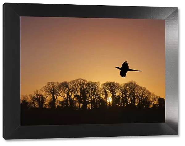 Pheasant (Phasianus colchicus) male flying to roost at sunset with trees silhouetted