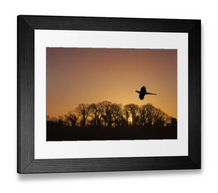 Framed Print : Pheasant (Phasianus colchicus) male flying to roost at sunset with trees silhouetted