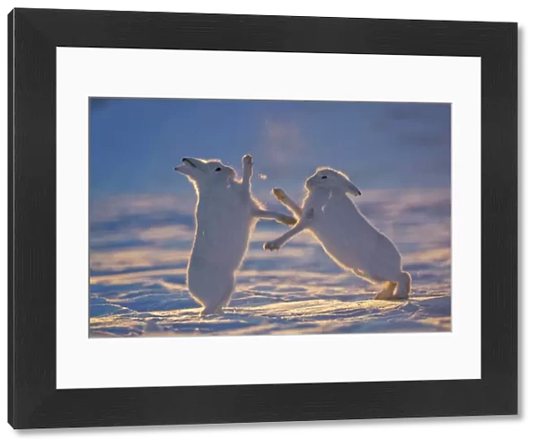 Two Arctic hares (Lepus arcticus) fighting, Northeast Greenland National Park, Greenland