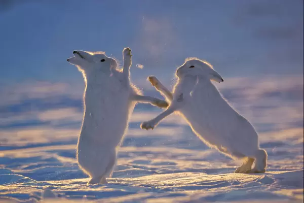 Two Arctic hares (Lepus arcticus) fighting, Northeast Greenland National Park, Greenland