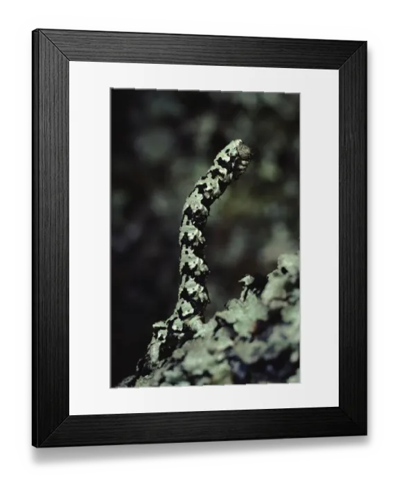 Framed Print : Brussels Lace Moth caterpillar on lichen covered oak twig, Scotland Framed Print : Brussels Lace Moth caterpillar on lichen covered oak twig, Scotland
