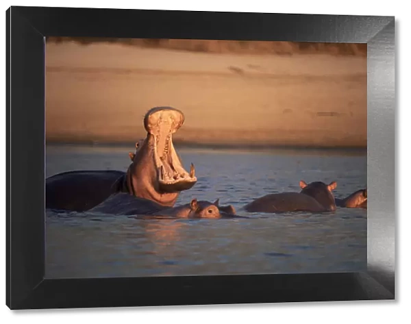 Hippopotamus yawning, mouth open (Hippopotamus amphibius) Luangwa River, Zambia