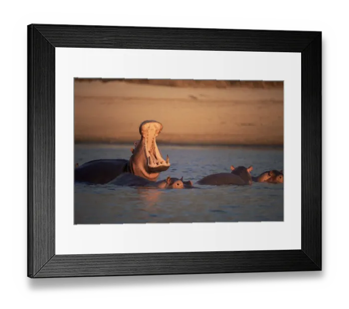 Framed Print : Hippopotamus yawning, mouth open (Hippopotamus amphibius) Luangwa River, Zambia Framed Print : Hippopotamus yawning, mouth open (Hippopotamus amphibius) Luangwa River, Zambia