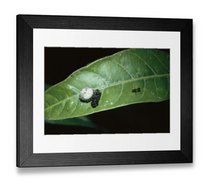Framed Print : Crab spider mimics bird dropping to attract fly (Phrynarachne tuberosa) Nepal Framed Print : Crab spider mimics bird dropping to attract fly (Phrynarachne tuberosa) Nepal