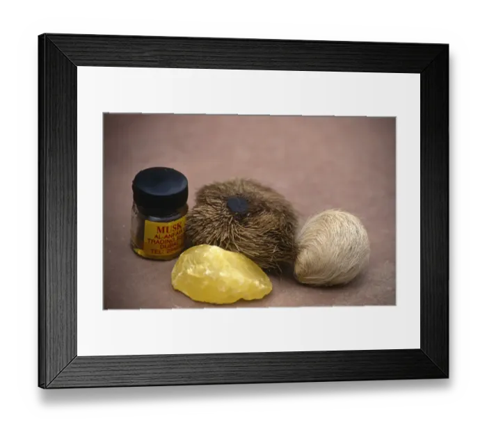 Framed Print : Musk deer products {Moschus sp} from left to right back: Perfume, real musk pod, fake pod; front Framed Print : Musk deer products {Moschus sp} from left to right back: Perfume, real musk pod, fake pod; front
