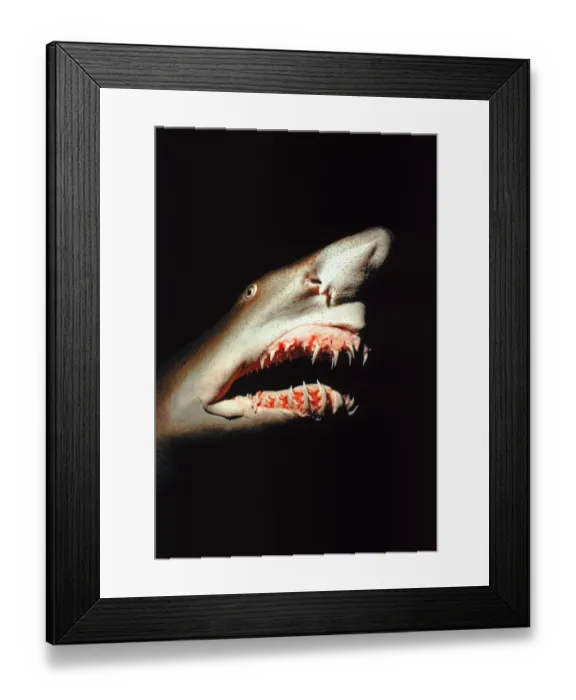 Framed Print : Sand tiger shark (Carcharias taurus). Caribbean Framed Print : Sand tiger shark (Carcharias taurus). Caribbean