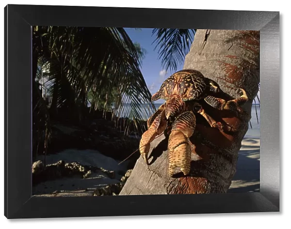 Coconut crab on palm tree, Aldabra, Seychelles