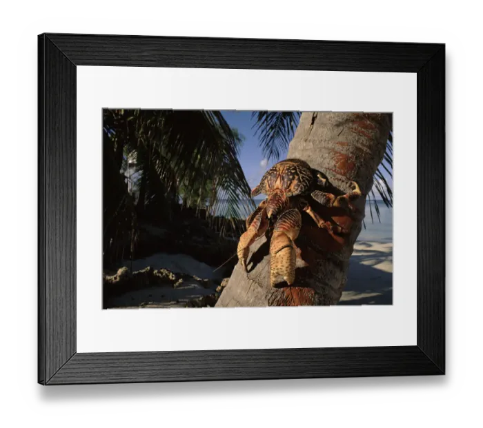 Framed Print : Coconut crab on palm tree, Aldabra, Seychelles Framed Print : Coconut crab on palm tree, Aldabra, Seychelles