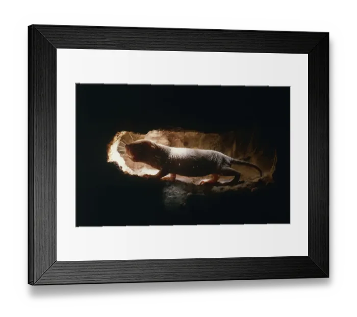 Framed Print : Naked mole rat in tunnel {Heterocephalus glaber} Kenya, East Africa Framed Print : Naked mole rat in tunnel {Heterocephalus glaber} Kenya, East Africa