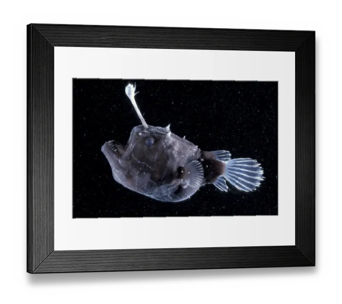Framed Print : Female Angler fish {Himantolophus sp} deep sea species