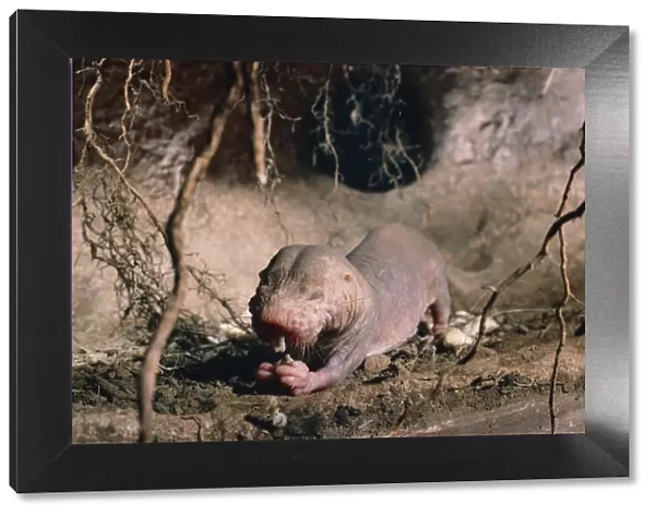 Naked mole rat feeding {Heterocephalus glaber} Kenya, East Africa